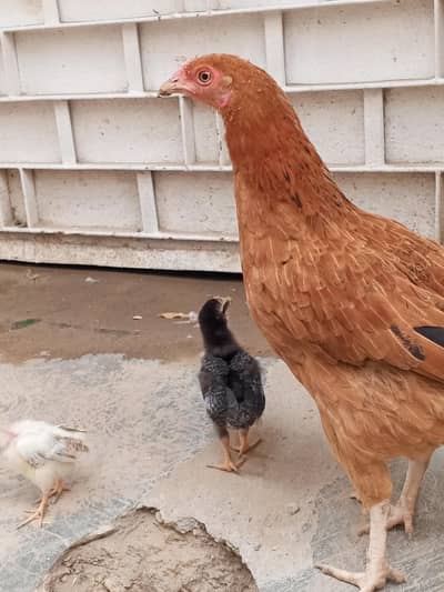 aseel murgi with 2 chicks