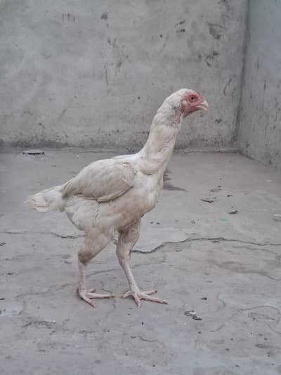 White Aseel female