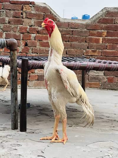 Aseel shamo chicks