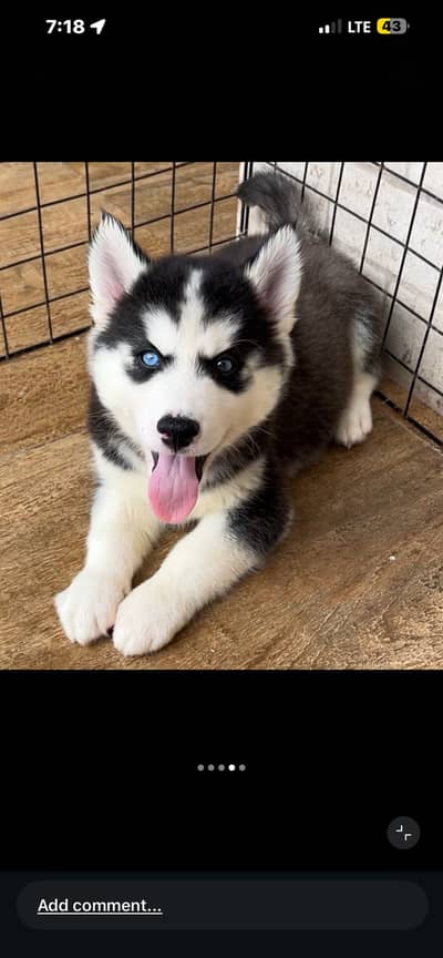 Siberian Husky Puppies Available