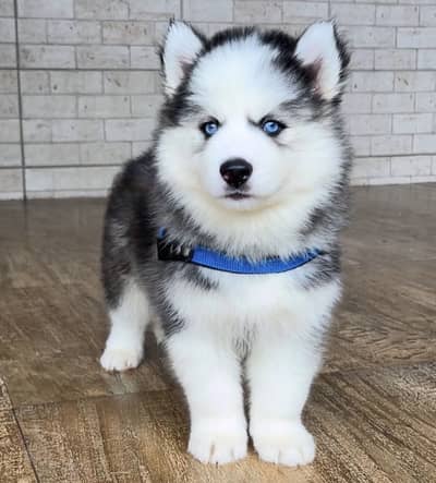 Siberian Husky Puppies Available
