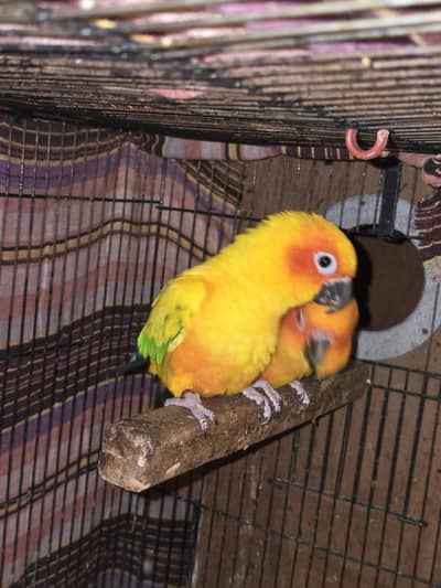 Sun conure fresh pair