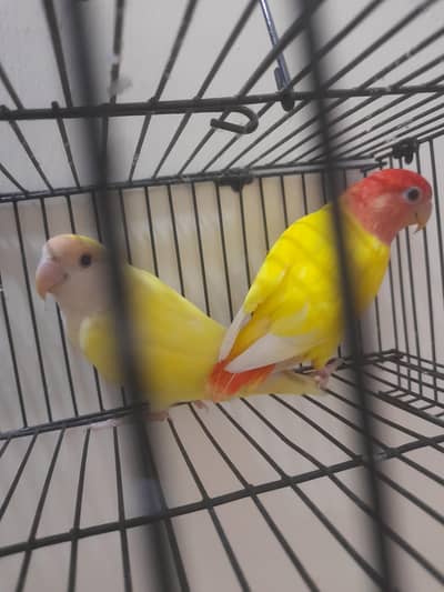 Rossicoli Opaline Pair