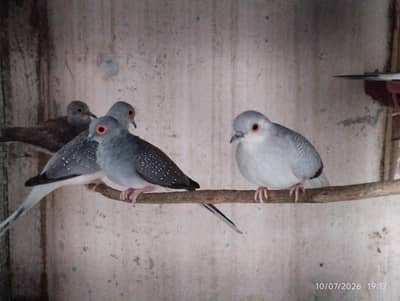 dove and lovebirds pair