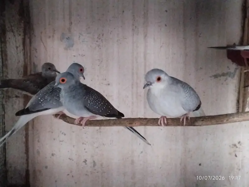 dove and lovebirds pair