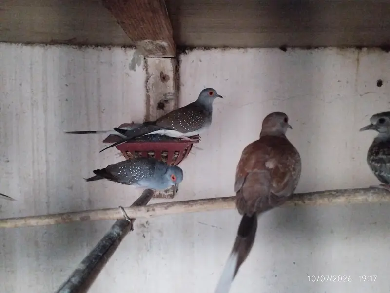 dove and lovebirds pair — photo 2