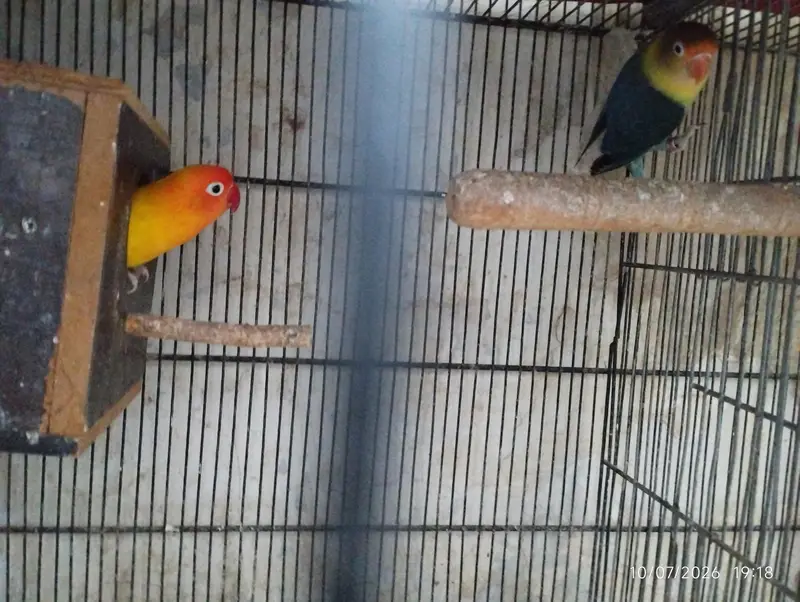 dove and lovebirds pair — photo 3