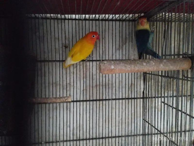 dove and lovebirds pair — photo 4