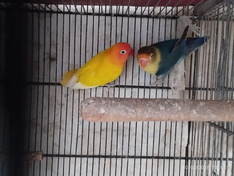 dove and lovebirds pair — photo 5