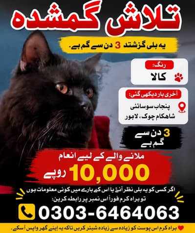 Persian Cat Lost