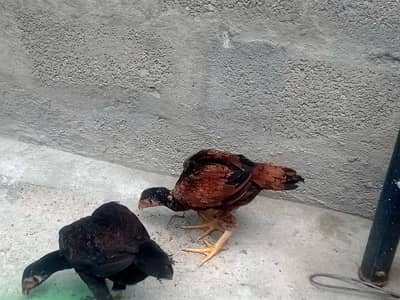 aalha nasl ki ala quality