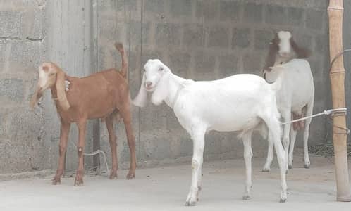 bakri or 2 male bachay