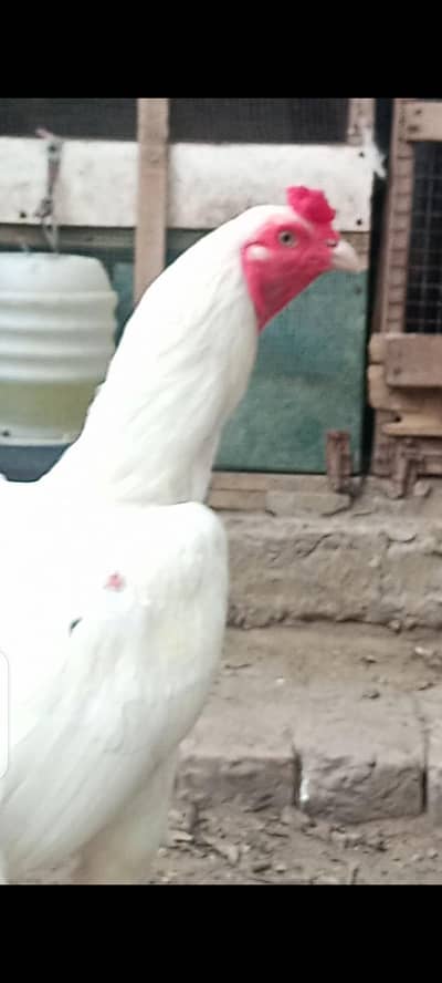Heera Aseel | Heritage Australorp Blue & Black & Splash |Ayam cemani