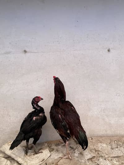Aseel pair mianwali