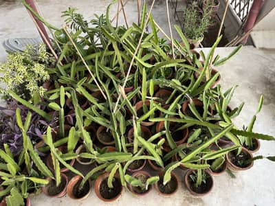 Dragon fruit plant and cuttings