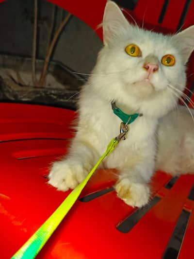 Healthy & Playful Pet Cat for Sale
