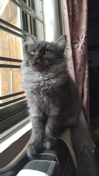 Cat for sale