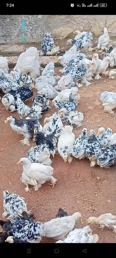 White and golden heavy buff and Moulted bantam
