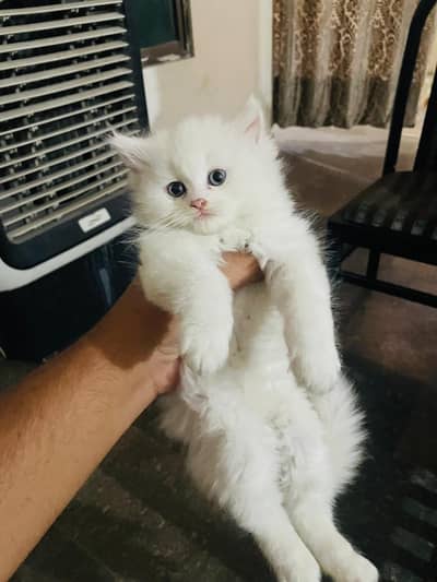 Persian cat for sale