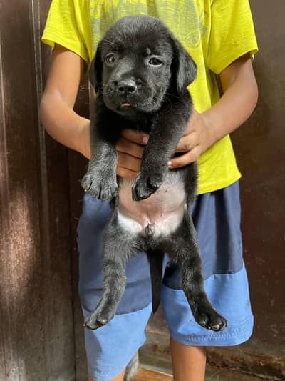 Labra | British Labra | American Labra | Labra Female For Sale