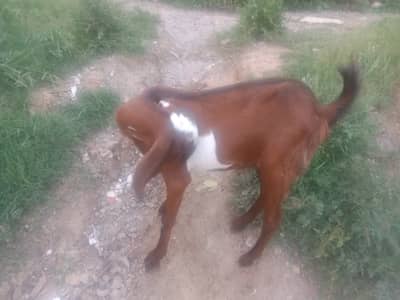 Goat for sale