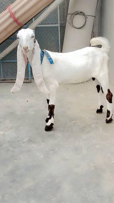 Bakra