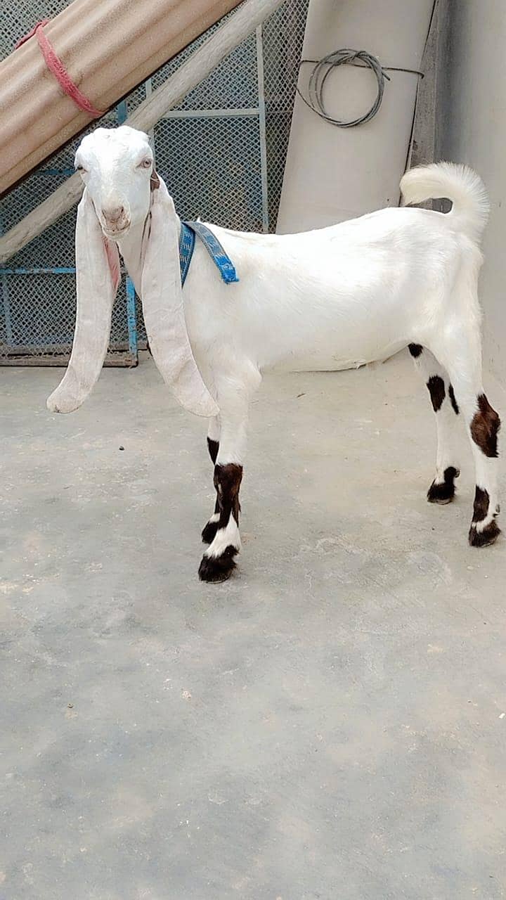 Bakra 0