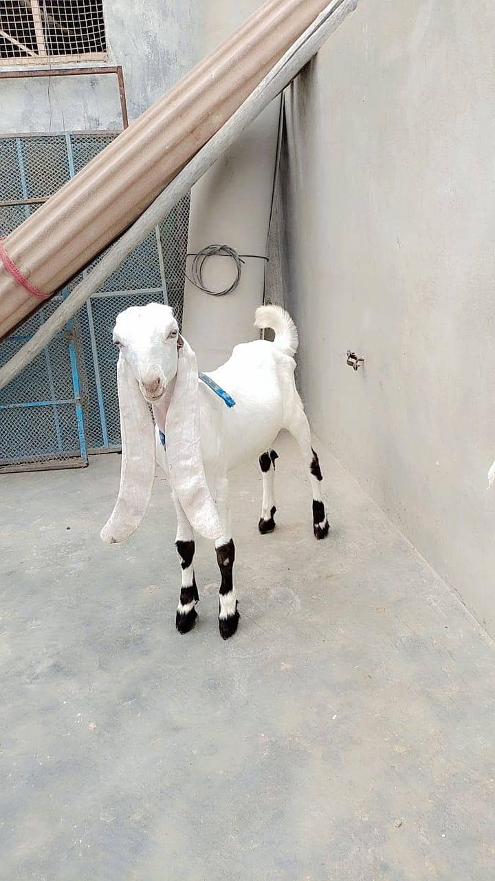 Bakra 1