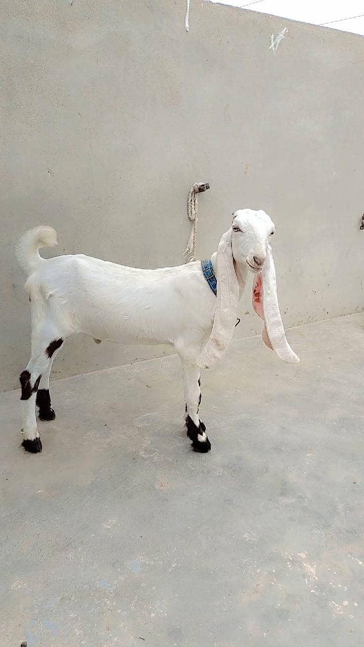 Bakra 2