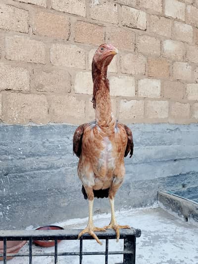 Aseel hen