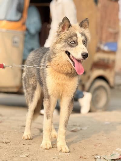 siberian husky 03234696626 cane corso alabai Caucasian Shepherd