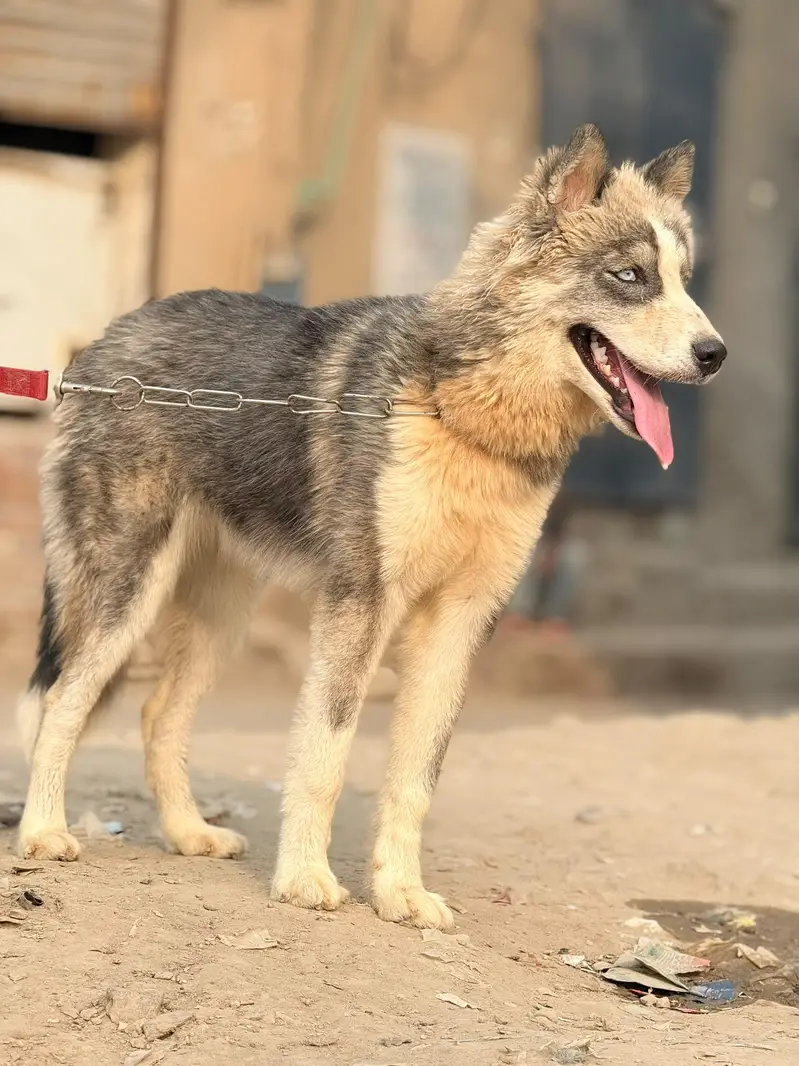 siberian husky 03234696626 cane corso alabai Caucasian Shepherd — photo 2