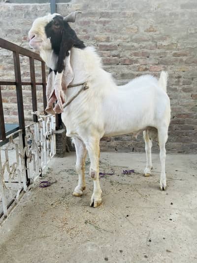 Gulabi Breeder Bakra