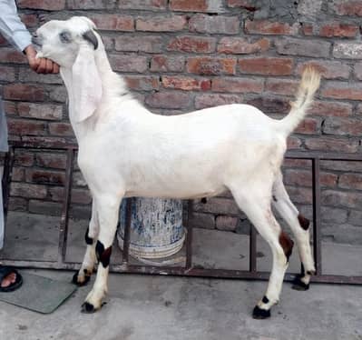 dasi bakra Read Description