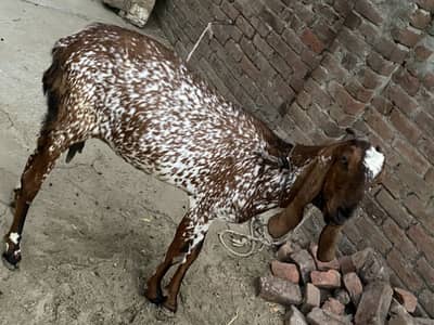 Makhi cheeni bakri