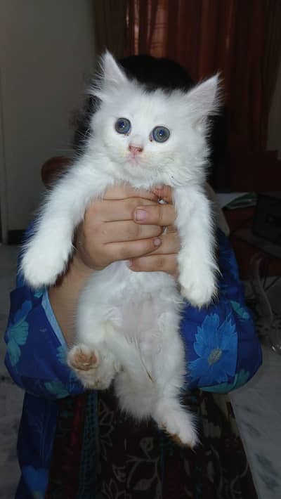 Pure Persian kitten