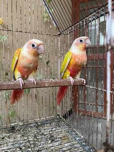 High Red Suncheek Conure