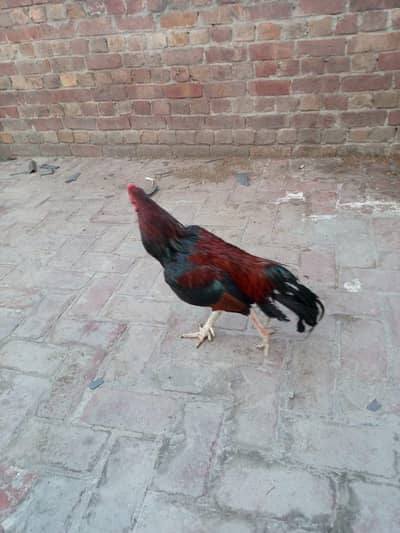 ASeel mianwali murga . Whatsapp number 03234852217