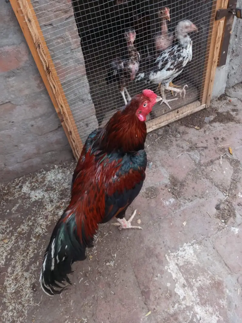 ASeel mianwali murga . Whatsapp number 03234852217 — photo 2