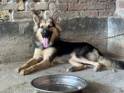 German Shepherd pair for sell