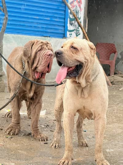 cane corso 03234696626