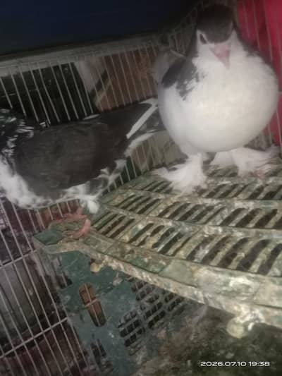 Sherazi pair