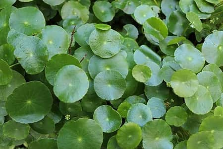 All live plants available for sale with fresh cutting