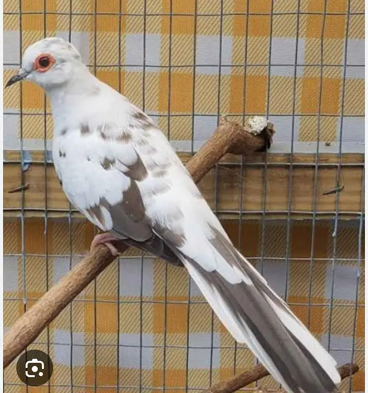 Diamond pied dove breeder