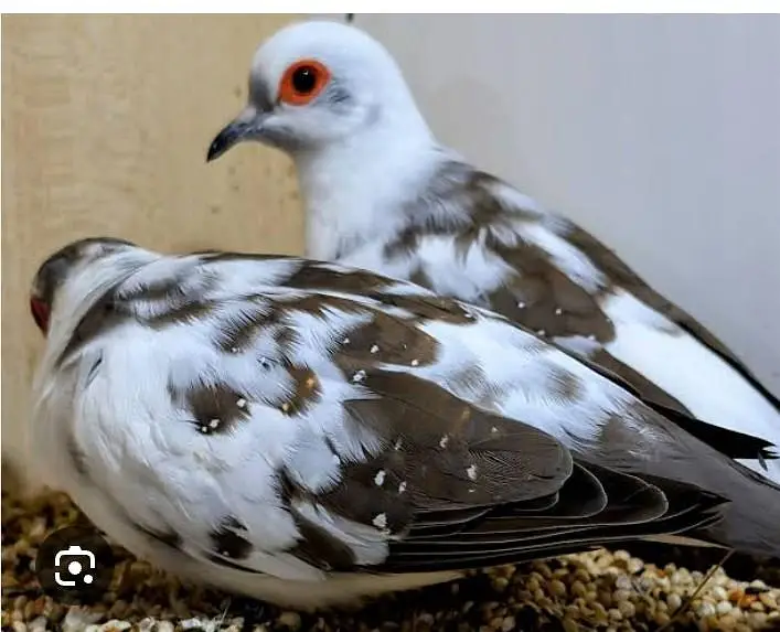 Diamond pied dove breeder — photo 2
