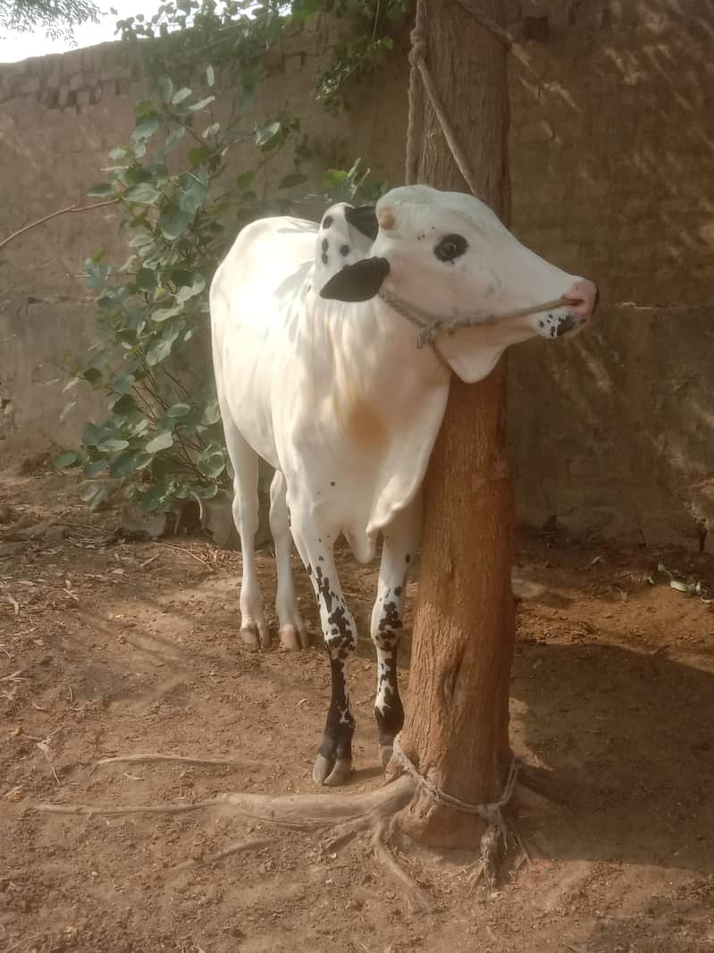 صحت مند سفید بیل برائے فروخت 1