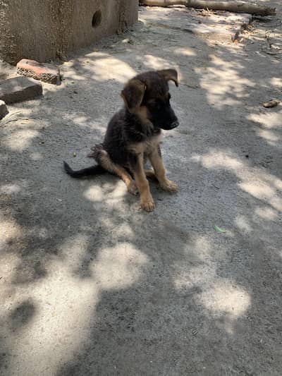 German Shepherd Puppy for Sale