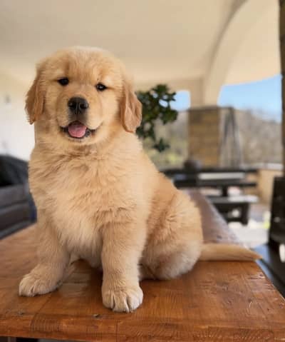 Golden Retriever Puppies