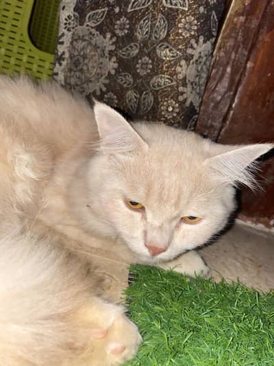 Cat for sale