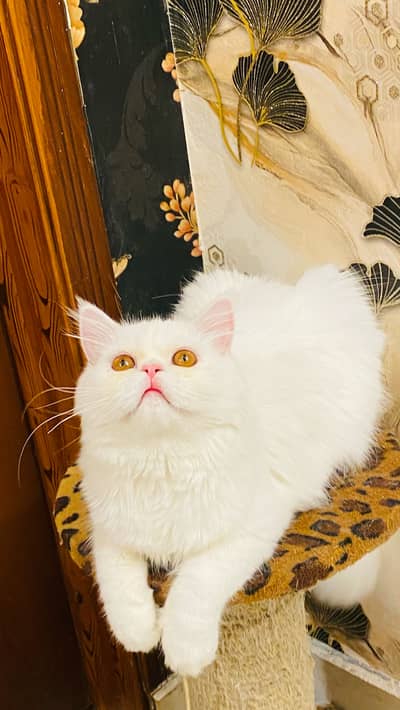 Persian Extreme Punch Face Gold Eyes Kitten